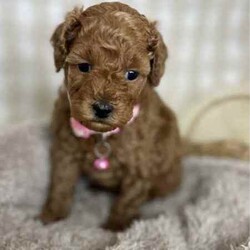 2 x Toy Poodles (DNA Clear) Free Delivery Sydney/Poodle (Toy)/Both/Younger Than Six Months,2 x beautiful purebred Toy Poodle puppies available to a loving home. Ready to go from 14th August and we can deliver to Sydney that date.1 x female1 x malePuppies come :- With first round of vaccinations & microchipped- Vet check report- 6 weeks free pet insurance- Not desexed- Wormed every 2 weeksThe puppies have been raised indoors and outdoors, and around children and other puppies.The mother is a red toy poodle 3.5kg (DNA clear), the father is a 3.7kg Ruby Red Toy Poodle (DNA Clear). We own both parents and I can send photos of parents on request.Once our puppies leave, we:- Would love to see updates!- Offer a rehoming policy- Offer a 18 month health guarantee- Have a Facebook page you can stay in touch or see other puppies we have bred- Offer support and are free to talk at any time throughout your puppies lifeWe are located in Nyngan NSW, can get to Dubbo at any stage. Road transport is usually organised from Dubbo. There will be free transport to Sydney, with a chosen meeting location and time. Happy to arrange other freight at buyers expense, flights from Sydney to another capital city are usually around $300Full members of AAPDB: 16947BIN: B000738270We have a website & Facebook page Country Canine Co. Please look on our Facebook group Country Canine Co. Families for photos of the previous litter as adults. 