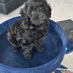 Toy F1B Cavoodle Pup./Cavoodle/Both/Younger Than Six Months,8 week old FB1 toy Cavoodles. Toy Poodle x Toy Cavoodle.Pups have had lots of socialising. Love and cuddles. All grown up with children ages from 5-23!1 x Red Boy (white stripe in chest) SOLD2 x Black Girls (1 Sold - Photos are of black girl still available)1 x Red Girl (smoother coat). SOLDViewing times available prior to purchase. Pick up only.-Vaccinated(up to date)-Wormed (2,4,6 and 8 weeks)-microchipped-Vet checkedLoving, playful and cuddly pups…Please contact for more details or viewing times.