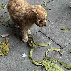 Toy poodle for sale/Poodle (Toy)/Female/Younger Than Six Months,