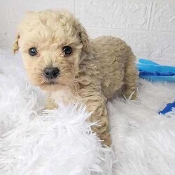 Bichoodle pups Toy and Teacup/Bichon Frise/Both/Younger Than Six Months,1 teacup bichoodle $5000rest toy size. $2000Mum is 3.5kg and Dad is 1.8kgPlease call me if interested.They have low~shedding coats, are soft cuddly and sweet natured pups.Very easy to train and are crate trained and have basic toilet training. pups come with: Microchipped,first vaccination, health checked, treated with advocate monthly, a copy of parents DNA testing, gift pack,6weeks free pet insurance, assurance certificate,Desexing voucher, Thorough sales agreement with health guarantee, Support and advice, life time rehoming policy, And the reassurance you are buying from an ethical registered breeder and a registered business. Pups are located near Guyra NSW, Transport can be arranged, pick up welcome.Please have a look at our website and social media accounts for pictures and videos.Registered Breeder with FFFCDBFur and Family First Member Companion dog breeders INCno. KC108506BIN B000641352