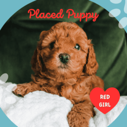 Miniature Cavoodles/Cavoodle/Female/Younger Than Six Months,