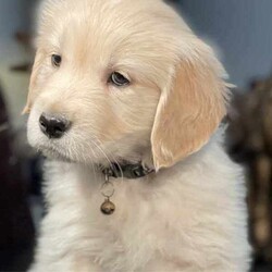 Adopt a dog:Most beautiful little of first generation golden retriever puppies/Golden Retriever/Both/Younger Than Six Months,Gorgeous little of first generation golden retriever puppies⭐️