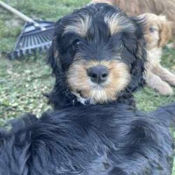 Adopt a dog:Cavoodle, gorgeous, fluffy! male & females/Cavoodle/Both/Younger Than Six Months,Stunning Final Litter from a very experienced breeder.4 puppies, 2 female & 2 male availableOne Red Female-$2000One Black and Sable Female- $1800One Black and Tan Male -$1500One Black, Tan and white Tri $1500Black and Red female and Cream Male sold.all puppies raised inside with the family, cats and other family dogs.Multiple references and repeat families are taking our other puppies.Located Coffs Harbour. Will be travelling to Queensland at 9 weeks old (1st week August)Microchipped, vaccinated and wormed regularly. Mum and Dad both our family dogs.Ph ******4740 REVEAL_DETAILS 