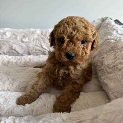 Beautiful cavoodles/Cavoodle/Female/Younger Than Six Months,We have our beautiful, healthy and intelligent second generation cavoodles, 3 girls and 2 boys available. They were born on 7th of June.Mum is medium cavoodle and dad is dark red toy poodle, both smart, healthy and amazing dogs.Please message me if you are interested or have any questions.Serious buyers only!South East Queensland 