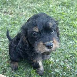 Adopt a dog:Cavoodle, gorgeous, fluffy! male & females/Cavoodle/Both/Younger Than Six Months,Stunning Final Litter from a very experienced breeder.4 puppies, 2 female & 2 male availableOne Red Female-$2000One Black and Sable Female- $1800One Black and Tan Male -$1500One Black, Tan and white Tri $1500Black and Red female and Cream Male sold.all puppies raised inside with the family, cats and other family dogs.Multiple references and repeat families are taking our other puppies.Located Coffs Harbour. Will be travelling to Queensland at 9 weeks old (1st week August)Microchipped, vaccinated and wormed regularly. Mum and Dad both our family dogs.Ph ******4740 REVEAL_DETAILS 