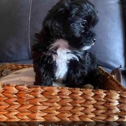 Shmoodle pups (Maltese x Shih Tzu x Mini Poodle)//Both/Younger Than Six Months,Shmoodle PupsBorn 3/6/2024Ready for new home 29/7/2024Wormed every 2 weeksVet checked, vaccinated and microchippedMales $18001 x Black and White1 x Black, white and brown2 x CreamFemales $20001 x Apricot1 x Black and WhiteVery placid puppies, lay on back, can trim eyes and bottom, worm, wash etc. Have previously been sold and currently as support dogs.Bin. 0006034592951RPBA. 4836Mum pictured(Silver and White Maltese x Shih Tzu) 6.4kgsDad pictured(Apricot Mini Poodle) 4.5kgs