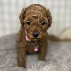 2 x Toy Poodles (DNA Clear) Free Delivery Sydney/Poodle (Toy)/Both/Younger Than Six Months,2 x beautiful purebred Toy Poodle puppies available to a loving home. Ready to go from 14th August and we can deliver to Sydney that date.1 x female1 x malePuppies come :- With first round of vaccinations & microchipped- Vet check report- 6 weeks free pet insurance- Not desexed- Wormed every 2 weeksThe puppies have been raised indoors and outdoors, and around children and other puppies.The mother is a red toy poodle 3.5kg (DNA clear), the father is a 3.7kg Ruby Red Toy Poodle (DNA Clear). We own both parents and I can send photos of parents on request.Once our puppies leave, we:- Would love to see updates!- Offer a rehoming policy- Offer a 18 month health guarantee- Have a Facebook page you can stay in touch or see other puppies we have bred- Offer support and are free to talk at any time throughout your puppies lifeWe are located in Nyngan NSW, can get to Dubbo at any stage. Road transport is usually organised from Dubbo. There will be free transport to Sydney, with a chosen meeting location and time. Happy to arrange other freight at buyers expense, flights from Sydney to another capital city are usually around $300Full members of AAPDB: 16947BIN: B000738270We have a website & Facebook page Country Canine Co. Please look on our Facebook group Country Canine Co. Families for photos of the previous litter as adults. 