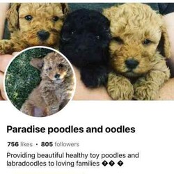 Toy poodles /Poodle (Toy)/Male/Younger Than Six Months,Here at paradise poodles and oodles breed beautiful puppies for beautiful homes.Our boy mikey is 5yr old black and grey phantom poodle weight 4.2 kg he is a beautiful boy who is super smart , confident protective and loving such a mummies boy and molly 4 yr old who is a gorgeous apricot toy poodle weighing 3.5 kg she is a very observant and smart girl as well as being extremely affectionate she loves nothing more then cuddles and chasing bugs in the grass.we make sure they have the best start to life being raised in our family home on 120 acres just outside of hills district in Sydney.Our goal is to raise healthy happy and confident puppies for their loving forever homes.All puppies are raised with lots of love and affection inside our home with our 4 young children , toilet training on pee pads from 3 weeks old inside and toilet training outside on grass,****puppies come toilet trained *** REVEAL_DETAILS Raised on a farm with other pets including other dog breeds , cats, chickens, birds, rabbits , sheep.All puppies come with a vet check up and are vaccinated , microchipped and wormed at 2,4,6,8 weeks.Cleared of heart murmurs, joint displacements and jaw overbites ect.Puppy pack including: vaccination information: vet check up information: microchip #: change of ownership registration: puppy care information pack: diet and grooming informationPick up and viewing is highly recommended to reassure yourself that your fur baby comes from a safe clean family home and to be sure that our puppies are going to informed loving homes too.Puppies are not DNA tested only parents and do not come with pedigree papers only microchipped vaccinated , health checked, registered and with puppy pack.Poodles need to be groomed every 6-8 weeks and are 100% non shedding and hypoallergenic dogs.Australian Designer Breeders (ADBC)Registered BreederCouncil Breeders ID #B000928058Microchip # as followed ….Ruby red female -SOLD 991001005423406Black and brown phantom male-AVAILABLE 991001005423407Apricot female SOLD 991001005423410.