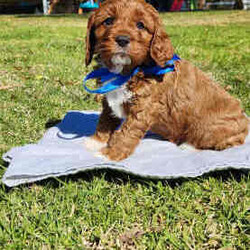 Adopt a dog:Cavoodle Puppies. 1st Gen Cavalier King Charles Spaniel X Mini Poodle/Cavoodle/Male/Younger Than Six Months,Ready for their new homes now!We have a beautiful litter of red and white male cavoodle puppies for sale. They will be ready for their new homes on the 26th July when they are 8 weeks old. They are vibrant healthy pups who have all had a vet health check, 1st vaccination and have been microchipped.Mum is a purebred Cavalier King Charles Spaniel and Dad is a purebred red Minature Poodle making these puppies the sought after 1st Generation cross. Both mum and dad have a very kind and gentle nature and are loved members of the family. They have both been DNA tested from Orivet.Our cavoodles make great family pets and have been carefully and lovingly raised to ensure they have the best possible start to life. They all come with a puppy pack to get them started in their new home.Pink Ribbon Male $1500Purple Ribbon Male SOLDRed Ribbon Male SOLDBlue Ribbon Male SOLDNo ribbon Male $1500Price is negotiable for the right home.Please feel free to contact Rebecca on ******** 798 or Simon on ******** 519 or send a gumtree message for more information or to arrange a viewing at our home. Free delivery to Brisbane, Gold Coast and Sunshine Coast can be arranged. Interstate enquiries welcome. REVEAL_DETAILS RBPA 8418