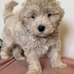 Poochon puppies - Boys /Other/Male/Younger Than Six Months,Poochon puppiesx2 boys availableOne light brown/tanOne beige/creamFrom a litter of 5Mum is pure bichon frise (on view)Dad is red toy poodlePups are microchipped and had their 1st vaxReady to go 25th JulyLocated Doncaster 