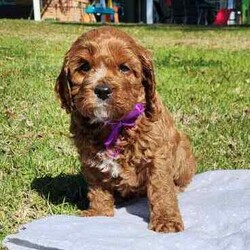 Adopt a dog:Cavoodle Puppies. 1st Gen Cavalier King Charles Spaniel X Mini Poodle/Cavoodle/Male/Younger Than Six Months,Ready for their new homes now!We have a beautiful litter of red and white male cavoodle puppies for sale. They will be ready for their new homes on the 26th July when they are 8 weeks old. They are vibrant healthy pups who have all had a vet health check, 1st vaccination and have been microchipped.Mum is a purebred Cavalier King Charles Spaniel and Dad is a purebred red Minature Poodle making these puppies the sought after 1st Generation cross. Both mum and dad have a very kind and gentle nature and are loved members of the family. They have both been DNA tested from Orivet.Our cavoodles make great family pets and have been carefully and lovingly raised to ensure they have the best possible start to life. They all come with a puppy pack to get them started in their new home.Pink Ribbon Male $1500Purple Ribbon Male SOLDRed Ribbon Male SOLDBlue Ribbon Male SOLDNo ribbon Male $1500Price is negotiable for the right home.Please feel free to contact Rebecca on ******** 798 or Simon on ******** 519 or send a gumtree message for more information or to arrange a viewing at our home. Free delivery to Brisbane, Gold Coast and Sunshine Coast can be arranged. Interstate enquiries welcome. REVEAL_DETAILS RBPA 8418