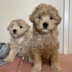 Poochon puppies - Boys /Other/Male/Younger Than Six Months,Poochon puppiesx2 boys availableOne light brown/tanOne beige/creamFrom a litter of 5Mum is pure bichon frise (on view)Dad is red toy poodlePups are microchipped and had their 1st vaxReady to go 25th JulyLocated Doncaster 