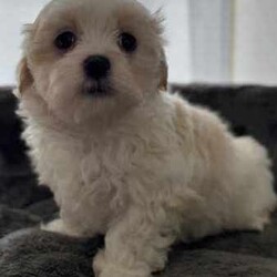 Maltese Shih Tzu Puppies/Maltese Shih Tzu/Both/Younger Than Six Months,We have 4 cuddly Maltese Shih Tzu Puppies available. 2 Males and 2 Females born on the 31st May and will be ready to go to their forever homes on Friday 26th July when they are 8 weeks of age.We have:1 Black and White Male1 Brown and White Male2 Tan and White FemalesOur puppies have been Health Checked, Vaccinated and Microchipped. All documentation including Health Check Certificate, Vaccination Records and Microchipping Paperwork will be supplied. They are up to date with worming and flea treatment.They have been raised in a family environment and have been brought up with kids and other animals so they will adjust well in any home.If you are interested in adding a bundle of joy to your family please contact me, I look forward to hearing from you.Breeder Registration Number: DACO246603
