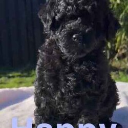 Tiny Toy poodle babies/Poodle (Toy)/Both/Younger Than Six Months,We have 5 beautiful toy poodle puppies that are 6 weeks old. They’re raised in a loving home and have been socialised with other dogs, other puppies and cats. Theses pups are ready NowTaken Deposits now. Ready for forever homes when they’re 8 weeksFacetimes or in person visits can be arranged, before picking or putting a deposit on babies.Dad is a Brown toy poodle 3.5kgMum is a a red toy poodle 4.5kgWe have 2 Females and 3 males availableHappy (Female) (Black)Sleepy (Female) (Black)Doc (Male) (Pantom)Sneezy (Male) (Pantom with white chest)Grumpy (Male) (Black)Each Puppy will come with a puppy pack, That’ll includeBlanketCollarTreatsSample Puppy FoodA ToyPoop Bagsa few Puppy Pads for travel homePhotos album of there first 8 weeksFolder with dog information.Vaccination papersMictrochip papersPuppies will also bewormed (every 2 week since 2 weeks old)First VaccinationMicrochipedStarting to potty train on indoor grass mats.Can be bought at kmart or bunnyings (recommended).