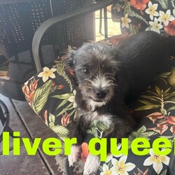 Adopt a dog:Oliver Queen/Terrier/Male/Baby,Please contact Sheryl with OAKDALE TINY PAWS RESCUE, text+1 (209) 606-3640 or email at tinypawsoakdale@gmail.com, Oliver Queen is being fostered in Modesto.


Oliver Queen (male) is kind of shy, but he really likes people. He’s a Terrier mix, around 4 months old and weighs 10 lbs. He will bark at dogs but understands not to push it with the small dogs, that will growl to let him know they're not okay with it. We are currently working on socializing him with other dogs of all sizes. Oliver Queen is very smart, likes to cuddle and sleep with you. He’s not much for playing with toys. He jumps a lot so no small children would be a better fit for him. He has potential and he’s eager to learn, so consistency, and behavior training is what this sweet boy needs.  He hasn’t had any accidents inside and is completely crate trained. Oliver Queen and his sister were dumped at an apartment complex in Turlock. We are currently accepting Pre-Adoption applications; his adoption will be finalized once he has been neutered.  If you are interested in meeting this sweet pup, please text or email Sheryl at the above contact information. 

PRE-SCREENING, APPLICATION, VET REFERENCES & FENCED YARD REQUIRED. SERIOUS INQUIRIES ONLY! YOU WILL GET THE BEST OUT OF YOUR NEW FURRY FAMILY MEMBER BY GIVING THEM LOVE AND TRAINING