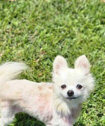 Adopt a dog:Jasmine/Pomeranian/Female/Adult,Meet Jasmine! 

Jasmine has quite the sad story, but we are here to rewrite her future. 

Jasmine is a 10 year old 7 pound pomeranian. This sweet girl was a loved family member until her parents passed away. After that Jasmine found herself with no where to go, so she ended up in a backyard. 

Jasmine was a hot mess when she walked into our doors. With multiple bite wounds, and embedded foxtails, she needed to be shaved down and treated. Now that her injuries are all healed, she is beginning her search of a forever home. 

Jasmine is good with other dogs and loves her people. She can be very shy at first so she will need a patient family. Once she opens up she is your happy go lucky prancing pomeranian. Jasmine is potty trained on a schedule and crate trained. She is used to being carried around so she doesn't walk on a leash. She is perfect in the car, and ohh so loving. She will need calm home with no kids.

Jasmine does have a beautiful long coat that will require regular grooming. Although currently her body is growing back the fur, she should be back to a beautiful white fluff ball in no time.