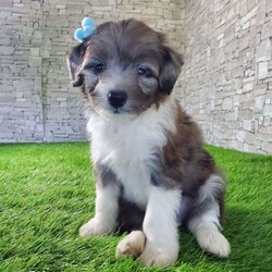 McCORD/Mini Aussiedoodle									Puppy/Male	/7 Weeks,LOOK AT ME!A healthy happy friendly fluffy little puppy. Family raised in the rolling hills of Holmes County where we play outside every day. Come meet me or I can be transported to your front door for a small additional fee. Text or call for more information. 