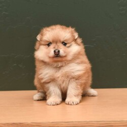 Pixie/Pomeranian									Puppy/Female	/5 Weeks,To contact the breeder about this puppy, click on the “View Breeder Info” tab above.