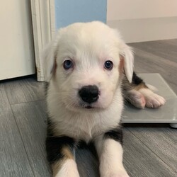 Adopt a dog:Ronaldo/Mixed Breed/Male/Adult,Meet Ronaldo!!! This fluffy male puppy is 8 weeks old. Mom is a lab mix and other dogs on the property we know of were Goldens but only DNA will tell!!! Ronaldo is ready to adopt!! Ronaldo is all puppy!!! He has an adventurous spirit and is curious about everything!!!! Look at that face!!!!