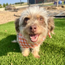 Lola/Schnauzer/Female/Adult