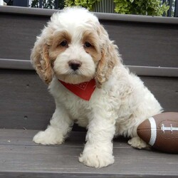 Ricco/Cockapoo									Puppy/Male	/9 Weeks,Prepare to fall in love!!! My name is Ricco and I’m the sweetest little F1 cockapoo looking for my furever home! One look into my warm, loving eyes and at my silky soft coat and I’ll be sure to have captured your heart already! I’m very happy, playful and very kid friendly and I would love to fill your home with all my puppy love!! I am full of personality, and ready for adventures! I stand out above the rest with my beautiful apricot and white coat!!… I will come to you vet checked, microchipped and up to date on all vaccinations and dewormings . I come with a 1-year guarantee with the option of extending it to a 3-year guarantee and shipping is available! My mother is Tia, our sweet 19# AKC cockaer spaniel with a heart of gold and my father is Atlas, a 16# AKC red mini poodle ! Both of the parents are on the premises and available to meet and they are both genetically tested!! Why wait when you know I’m the one for you? Call or text Martha to make me the newest addition to your family and get ready to spend a lifetime of tail wagging fun with me! (7% sales tax on in home pickups)