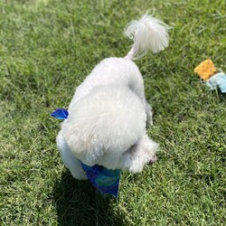 Adopt a dog:Brody/Bichon Frise/Male/Young,Brody is a friendly and playful young dog who will be a year old next month, with lots of love to give! He's athletic, curious, and loves to explore and play. He's a loyal companion who will stick by your side and he's also affectionate and loves cuddles. He is a brave and smart boy who is always up for an adventure. Although Brody is a people person, we know he likes other dogs, so he would benefit from having other dogs in the household. He does great on leash but is not crate trained.  If you are looking for a brave and playful companion, come meet Brody today!