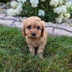 Harley/Cavapoo									Puppy/Male	/7 Weeks,Meet Harley our beautiful cavapoo puppy. Notice his thick wavy fur coat. He will be vet checked and microchipped. He is up to date on vaccinations and deworming. He comes with a 1 year genetic health guarantee. His mother Millie is a friendly cavalier. His father Max is a mini poodle. He comes with health and shot records. This little guy is very well socialized and loves romping around with our children. He is so irresistibly cute and cuddly you can’t help but give him lots of attention. We strive to raise happy healthy puppies for good loving homes. A small bag of food will be sent along to his new home so you can transition slowly to food of your choice. You are welcome to come to our home to pick him up or if you live at a distance we have a reliable trustworthy pet delivery service available. A $300 nonrefundable deposit is needed to reserve him. No Sunday sales.