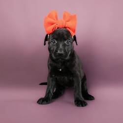 Olivia/German Shepherd Dog/Female/Baby