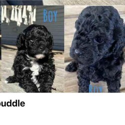 Multi-poo X poodle puppies/Poodle (Toy)/Male/Younger Than Six Months,Have two beautiful boys left $1200Mother is a toy poodle cross Maltese father is a toy poodleSeven weeks oldHave had vaccinations microchip and worming ready to find their new homes.So very cute these dogs are perfect for the house as they do not shed 