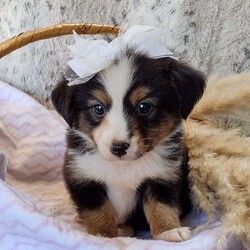 Zoe/Toy Australian Shepherd									Puppy/Female	/7 Weeks,Hello meet Zoe. Zoe is a Black tricolor toy size Australian Shepherd she has a very sweet personality loves attention and has lots of energy, she does really well with other dogs. Zoe mom is a Red tricolor toy Australian Shepherd and her dad is a Blue Merle mini Australian Shepherd on paper but he actually is the size of a toy. She has been examined by a Veterinary and is up-to-date on all her shots and dewormer. If you have any questions or are interested call, text, or Email Mike Hostetler. Ground and Airship is available for additional fees.