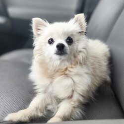 Adopt a dog:Jasmine/Pomeranian/Female/Adult,Meet Jasmine! 

Jasmine has quite the sad story, but we are here to rewrite her future. 

Jasmine is a 10 year old 7 pound pomeranian. This sweet girl was a loved family member until her parents passed away. After that Jasmine found herself with no where to go, so she ended up in a backyard. 

Jasmine was a hot mess when she walked into our doors. With multiple bite wounds, and embedded foxtails, she needed to be shaved down and treated. Now that her injuries are all healed, she is beginning her search of a forever home. 

Jasmine is good with other dogs and loves her people. She can be very shy at first so she will need a patient family. Once she opens up she is your happy go lucky prancing pomeranian. Jasmine is potty trained on a schedule and crate trained. She is used to being carried around so she doesn't walk on a leash. She is perfect in the car, and ohh so loving. She will need calm home with no kids.

Jasmine does have a beautiful long coat that will require regular grooming. Although currently her body is growing back the fur, she should be back to a beautiful white fluff ball in no time.