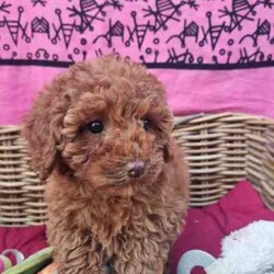TEACUP Toy Cavoodles *Ready now* 95% toilet trained/Poodle (Toy)/Both/Younger Than Six Months,Cavoodles: Ready NOWHealthy & happy puppies