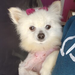 Adopt a dog:Jasmine/Pomeranian/Female/Adult,Meet Jasmine! 

Jasmine has quite the sad story, but we are here to rewrite her future. 

Jasmine is a 10 year old 7 pound pomeranian. This sweet girl was a loved family member until her parents passed away. After that Jasmine found herself with no where to go, so she ended up in a backyard. 

Jasmine was a hot mess when she walked into our doors. With multiple bite wounds, and embedded foxtails, she needed to be shaved down and treated. Now that her injuries are all healed, she is beginning her search of a forever home. 

Jasmine is good with other dogs and loves her people. She can be very shy at first so she will need a patient family. Once she opens up she is your happy go lucky prancing pomeranian. Jasmine is potty trained on a schedule and crate trained. She is used to being carried around so she doesn't walk on a leash. She is perfect in the car, and ohh so loving. She will need calm home with no kids.

Jasmine does have a beautiful long coat that will require regular grooming. Although currently her body is growing back the fur, she should be back to a beautiful white fluff ball in no time.