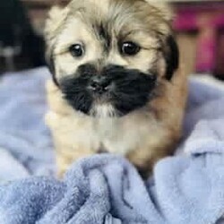 Lhaso Apso x Shitzu Puppies/Other/Both/Younger Than Six Months,Ready for their forever homes I would like to introduce my 6 stunning fur-babies. 3 boys and 3 girlsHypoallergenic non shedding.Trained to go toilet after each feed on and puppy mat inside and grass outside.Have been groomed and enjoy playing in the water and bath.Love to play and with older siblings, mum, dad and children, full of energy but love a cuddle and snuggle.Vaccinated, microchipped and wormed.Please come over and see these beautiful pups anytime if your looking for a new companion to your life