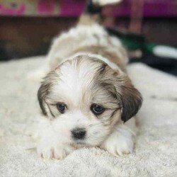 Lhaso Apso x Shitzu Puppies/Other/Both/Younger Than Six Months,Ready for their forever homes I would like to introduce my 6 stunning fur-babies. 3 boys and 3 girlsHypoallergenic non shedding.Trained to go toilet after each feed on and puppy mat inside and grass outside.Have been groomed and enjoy playing in the water and bath.Love to play and with older siblings, mum, dad and children, full of energy but love a cuddle and snuggle.Vaccinated, microchipped and wormed.Please come over and see these beautiful pups anytime if your looking for a new companion to your life