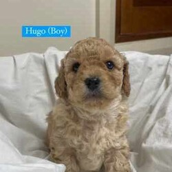 Toy Cavoodle puppies 5 available/Cavoodle/Female/Younger Than Six Months,