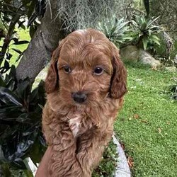 Gorgeous cavoodles need new home! /Cavoodle/Female/Younger Than Six Months,We have had a beautiful litter of toy cavoodlesmale & female - red, apricot & black availablethat need to find their forever homes as of next week. They are great around other dogs & children. Super affectionate & relaxed personalities.The cavoodle is a hybrid of a cavalier king charles spaniel and a poodle toyThe cavoodle is a lively and very affectionate companion. They enjoy being part of the family unit and love to participate in the activities of the day. Cavoodles have a very gentle nature and can make wonderful companions for children. They can adapt to living in a small home or apartment as long as they receive adequate daily exercise.Weight/Height Range5-12kg and 25- 38cm depending on the breed of the parents.Why buy a puppy with us? All our puppies at Sydneytoypoodles are extremely well looked after & LOVED all our puppies are- All our puppies are vaccinated with a full health vet check from an award winning vet- All our puppies are wormed & microchipped & come with registration forms & all other appropriate paperwork- Puppy care package- DNA profiled parents ensuring there is no hereditary health problems- Toilet trained- We provide you with 2 years on going support, if you ever need us we’re one phone call away!AAPDB- 17090Microchip no - 900012456347701Please keep in mind -If a Poodle puppy price sounds too good to be true, their welfare is likely to have been compromised at some point to make that possible!Also bear in mind that even though a puppy seems expensive, the upfront cost is just a tiny fraction of how much you’ll have to pay to keep them over their lifetime.For serious enquires or to organise for a FaceTime or meetup, please call or messageotherwise please free to visit our website to keep up to date with future litters