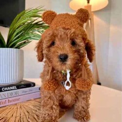 Cavoodle F2 puppies 2 Girls left DNA CLEAR READY TO GO NOW /Cavoodle/Female/Younger Than Six Months,We have a litter of 5 (1 Girl left) Beautiful F2 Cavoodle Puppies ready for their forever homes at 8 weeks old on the 8th of JulyDOB 13/5/24Our puppies are wormed from two weeks of age and will continue to be wormed every two weeks. Our puppies have had thier vaccinations and microchipping done and have passed their health check. You will receive a puppy passport book and we will also provide health certificates from our vet.Potty trainedDaily enrichment/socializationSleep routineCrate/puppy pen familiarPuppies will also come with a puppy pack which includes colar,lead,teddy with mum's scent and a bag of Blackhawk puppy dry puppy food as well as a Lyka whole food human grade nutrition starter pack of wet food option with a discount code for future ordersAlso an information booklet with all the basics to make caring for your puppy as easy as possible.Cavoodles are a great family dog and great for people who have allergies as they have a hypoallergenic coat. They also have a very loving nature they are social love to go for walks and are playful.Cavoodles are very intelligent and make for loyal companions.Cavoodles are great for family’s looking for a beautiful affectionate loving nature smaller dog with hypoallergenic non shedding coatsMum Willow is a F2b Cavoodle (8.1kg)DNA CLEARDad Romeo is F3 Cavoodle (5.8kg)DNA CLEARHIP & ELBOW SCOREDPERFECT TEETHDOUBLE FURNISHEDPhotos of parents aboveWe have 2 girls availableMiss Teal Willow