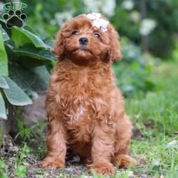 Tootsie/Cavapoo									Puppy/Female	/10 Weeks,Meet Tootsie, our adorable F1B Cavapoo with a heart as big as her sparkling eyes. Cavapoos are a delightful mix of Cavalier King Charles Spaniel and Poodle, bringing together the affectionate nature of the Cavalier with the intelligence and hypoallergenic coat of the Poodle. They’re known for being friendly, gentle, and great companions for families and individuals alike. With their playful personalities and adaptable nature, they often get along well with children and other pets.