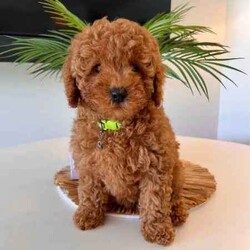 Cavoodle F2 puppies 2 Girls left DNA CLEAR READY TO GO NOW /Cavoodle/Female/Younger Than Six Months,We have a litter of 5 (1 Girl left) Beautiful F2 Cavoodle Puppies ready for their forever homes at 8 weeks old on the 8th of JulyDOB 13/5/24Our puppies are wormed from two weeks of age and will continue to be wormed every two weeks. Our puppies have had thier vaccinations and microchipping done and have passed their health check. You will receive a puppy passport book and we will also provide health certificates from our vet.Potty trainedDaily enrichment/socializationSleep routineCrate/puppy pen familiarPuppies will also come with a puppy pack which includes colar,lead,teddy with mum's scent and a bag of Blackhawk puppy dry puppy food as well as a Lyka whole food human grade nutrition starter pack of wet food option with a discount code for future ordersAlso an information booklet with all the basics to make caring for your puppy as easy as possible.Cavoodles are a great family dog and great for people who have allergies as they have a hypoallergenic coat. They also have a very loving nature they are social love to go for walks and are playful.Cavoodles are very intelligent and make for loyal companions.Cavoodles are great for family’s looking for a beautiful affectionate loving nature smaller dog with hypoallergenic non shedding coatsMum Willow is a F2b Cavoodle (8.1kg)DNA CLEARDad Romeo is F3 Cavoodle (5.8kg)DNA CLEARHIP & ELBOW SCOREDPERFECT TEETHDOUBLE FURNISHEDPhotos of parents aboveWe have 2 girls availableMiss Teal Willow