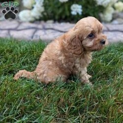 Harley/Cavapoo									Puppy/Male	/7 Weeks,Meet Harley our beautiful cavapoo puppy. Notice his thick wavy fur coat. He will be vet checked and microchipped. He is up to date on vaccinations and deworming. He comes with a 1 year genetic health guarantee. His mother Millie is a friendly cavalier. His father Max is a mini poodle. He comes with health and shot records. This little guy is very well socialized and loves romping around with our children. He is so irresistibly cute and cuddly you can’t help but give him lots of attention. We strive to raise happy healthy puppies for good loving homes. A small bag of food will be sent along to his new home so you can transition slowly to food of your choice. You are welcome to come to our home to pick him up or if you live at a distance we have a reliable trustworthy pet delivery service available. A $300 nonrefundable deposit is needed to reserve him. No Sunday sales.