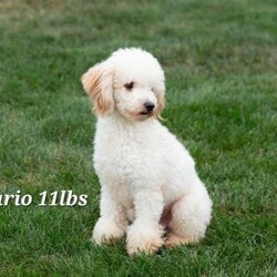 Heath/Miniature Poodle									Puppy/Male	/8 Weeks,AKC registered / Genetically tested Parents – Happy and healthy – Mini Poodle – Up to date on and deworming – Microchipped – 6 month health/1 year genetic guarantees(1yr/2yr if you remain on recommended food)- Full vet examination Call/text/email to schedule a time to come out and visit. We can ship to you, or can meet you at our airport. We can also meet in between if a reasonable distance.