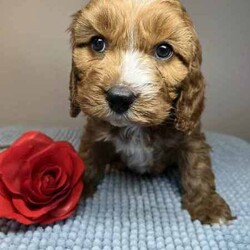 Adopt a dog:Cavoodle Puppies 1st Gen Cavalier King Charles Spaniel x Mini Poodle/Cavoodle/Both/Younger Than Six Months,We have red & white Cavoodle Puppies 1st generation, Mum is a purebred Blenheim Cavalier and Dad is a purebred red mini Poodle, both very nice natures, kind & gentle & well socialised. Both parents DNA tested.Puppies will be Vet checked, Vaccinated (first one), Microchipped & Wormed.Puppies will be ready for their new homes on 1st August when they will be 8 weeks old.Males $1500Enquires message, phone or text *******8912 or *******5160 REVEAL_DETAILS Interstate Enquires welcome.Visit our Facebook pagehttps://www.facebook.com/cavoodles.n.spoodles.qld?mibextid=LQQJ4dThe puppies are first generation/F1, out of Purebred parents. This is important because it optimises the health of the dog in terms of hybrid vigour. The first generation/F1 also increases the consistency of the litter & what can be expected of the nature & temperament of the puppies.In the first 8 weeks, the puppies are socialised with children, other adults, & other (fully vaccinated) dogs. Toilet training is commenced, enrichment activities are provided, & they are exposed to family life.Puppies will come with a puppy pack, including:2 kg bag of Advance puppy biscuitsScented toy & blanketHealth certificateDetailed instructions on caring for your puppyWe offer a 5 day health guarantee & cooling off period, & a 3 year genetic health guarantee.BIN0004394324715RPBA206