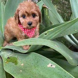Gorgeous cavoodles need new home! /Cavoodle/Female/Younger Than Six Months,We have had a beautiful litter of toy cavoodlesmale & female - red, apricot & black availablethat need to find their forever homes as of next week. They are great around other dogs & children. Super affectionate & relaxed personalities.The cavoodle is a hybrid of a cavalier king charles spaniel and a poodle toyThe cavoodle is a lively and very affectionate companion. They enjoy being part of the family unit and love to participate in the activities of the day. Cavoodles have a very gentle nature and can make wonderful companions for children. They can adapt to living in a small home or apartment as long as they receive adequate daily exercise.Weight/Height Range5-12kg and 25- 38cm depending on the breed of the parents.Why buy a puppy with us? All our puppies at Sydneytoypoodles are extremely well looked after & LOVED all our puppies are- All our puppies are vaccinated with a full health vet check from an award winning vet- All our puppies are wormed & microchipped & come with registration forms & all other appropriate paperwork- Puppy care package- DNA profiled parents ensuring there is no hereditary health problems- Toilet trained- We provide you with 2 years on going support, if you ever need us we’re one phone call away!AAPDB- 17090Microchip no - 900012456347701Please keep in mind -If a Poodle puppy price sounds too good to be true, their welfare is likely to have been compromised at some point to make that possible!Also bear in mind that even though a puppy seems expensive, the upfront cost is just a tiny fraction of how much you’ll have to pay to keep them over their lifetime.For serious enquires or to organise for a FaceTime or meetup, please call or messageotherwise please free to visit our website to keep up to date with future litters