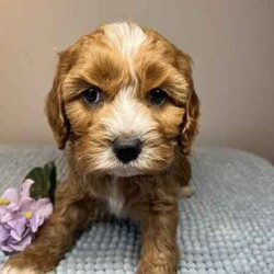 Adopt a dog:Cavoodle Puppies 1st Gen Cavalier King Charles Spaniel x Mini Poodle/Cavoodle/Both/Younger Than Six Months,We have red & white Cavoodle Puppies 1st generation, Mum is a purebred Blenheim Cavalier and Dad is a purebred red mini Poodle, both very nice natures, kind & gentle & well socialised. Both parents DNA tested.Puppies will be Vet checked, Vaccinated (first one), Microchipped & Wormed.Puppies will be ready for their new homes on 1st August when they will be 8 weeks old.Males $1500Enquires message, phone or text *******8912 or *******5160 REVEAL_DETAILS Interstate Enquires welcome.Visit our Facebook pagehttps://www.facebook.com/cavoodles.n.spoodles.qld?mibextid=LQQJ4dThe puppies are first generation/F1, out of Purebred parents. This is important because it optimises the health of the dog in terms of hybrid vigour. The first generation/F1 also increases the consistency of the litter & what can be expected of the nature & temperament of the puppies.In the first 8 weeks, the puppies are socialised with children, other adults, & other (fully vaccinated) dogs. Toilet training is commenced, enrichment activities are provided, & they are exposed to family life.Puppies will come with a puppy pack, including:2 kg bag of Advance puppy biscuitsScented toy & blanketHealth certificateDetailed instructions on caring for your puppyWe offer a 5 day health guarantee & cooling off period, & a 3 year genetic health guarantee.BIN0004394324715RPBA206