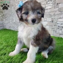 McCORD/Mini Aussiedoodle									Puppy/Male	/7 Weeks,LOOK AT ME!A healthy happy friendly fluffy little puppy. Family raised in the rolling hills of Holmes County where we play outside every day. Come meet me or I can be transported to your front door for a small additional fee. Text or call for more information. 