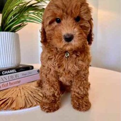 Cavoodle F2 puppies 2 Girls left DNA CLEAR READY TO GO NOW /Cavoodle/Female/Younger Than Six Months,We have a litter of 5 (1 Girl left) Beautiful F2 Cavoodle Puppies ready for their forever homes at 8 weeks old on the 8th of JulyDOB 13/5/24Our puppies are wormed from two weeks of age and will continue to be wormed every two weeks. Our puppies have had thier vaccinations and microchipping done and have passed their health check. You will receive a puppy passport book and we will also provide health certificates from our vet.Potty trainedDaily enrichment/socializationSleep routineCrate/puppy pen familiarPuppies will also come with a puppy pack which includes colar,lead,teddy with mum's scent and a bag of Blackhawk puppy dry puppy food as well as a Lyka whole food human grade nutrition starter pack of wet food option with a discount code for future ordersAlso an information booklet with all the basics to make caring for your puppy as easy as possible.Cavoodles are a great family dog and great for people who have allergies as they have a hypoallergenic coat. They also have a very loving nature they are social love to go for walks and are playful.Cavoodles are very intelligent and make for loyal companions.Cavoodles are great for family’s looking for a beautiful affectionate loving nature smaller dog with hypoallergenic non shedding coatsMum Willow is a F2b Cavoodle (8.1kg)DNA CLEARDad Romeo is F3 Cavoodle (5.8kg)DNA CLEARHIP & ELBOW SCOREDPERFECT TEETHDOUBLE FURNISHEDPhotos of parents aboveWe have 2 girls availableMiss Teal Willow