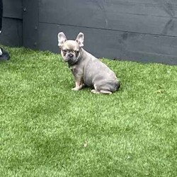 Ready now, stunning purebred French bulldogs /French Bulldog/Female/Younger Than Six Months,Stunning purebred French bulldogs available now 9weeks old Got a choice of 4 stunning frenchies to choose from.2girls - 1x blue colour 1x blue/white2boys - 1x blue colour 1x fawnAll 4 puppies have blue colour eyesAll puppy’s have been vaccinated/microchipped/vet health check. All puppy’s are super healthy have all paperwork. $2500 (ready now)Ayhan ******3525 REVEAL_DETAILS 