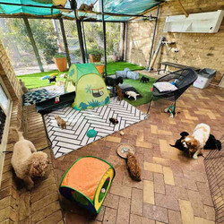 Cavoodle puppies toy & mini size/Cavoodle/Both/Younger Than Six Months,We have 3 litters of puppies all close in age.All have been vet checked, microchipped & vaccinated. They come with a health guarantee, 6 weeks free health insurance and a puppy pack with your essentials.I’m a registered and experienced breeder through MDBA & registered through council. I take pride in raising puppies to be healthy, and good looking with a great temperament and take the time to train them and give them the best start in life so you get the perfect dog. Puppies get house training plus plenty of outdoor play as well to help their development and give them a happy and enriched life. They are raised in our family home with lots of love and stimulation and early training. They are raised amongst our other dogs, small and large, and our 2 cats. All parents have been health tested by the vet and had DNA tests as we only breed the healthiest, perfect dogs. You may view their test results in person.First litter is Mia & Kodi’s. Mia is a first generation toy cavoodle and Kodi is a pure breed mini poodle. This makes these pups F1B.If you don’t want a tiny dog , but love cavoodles, these will be perfect for you. They will be a bit bigger in size but still small dog size. 4 boys & 2 girls in this litter.Second litter is Chloe & Finn’s. Chloe is a Blenheim King Charles Cavalier and Finn is a tiny toy poodle. This makes them F1 cavoodles.This is their 4th and final litter and we have plenty of pictures of their previous litters pups and how they now look as adults. We have 4 girls and 2 boys.Third litter is Koda & Elvis’s. Both are F1 cavoodles, making their pups F2. Koda is Chloe & Finn’s daughter from an earlier litter. 2 girls, 2 boys.Note that some pups are already sold. Enquire by message here or text or Join our Facebook page for plenty more pictures and information; Glorbear’s Glorious Theodore’s (Cavoodles) .You’re welcome to view pups by appointment at our home in Burpengary or if you’re too far away, by video chat. Make an appointment now to come this weekend. The first 2 litters are now ready to go.We can organise transport to other cities or states at buyers cost if needed.Serious enquiries only please.