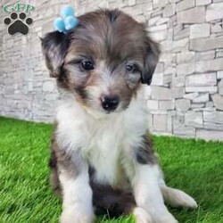 McCORD/Mini Aussiedoodle									Puppy/Male	/7 Weeks,LOOK AT ME!A healthy happy friendly fluffy little puppy. Family raised in the rolling hills of Holmes County where we play outside every day. Come meet me or I can be transported to your front door for a small additional fee. Text or call for more information. 